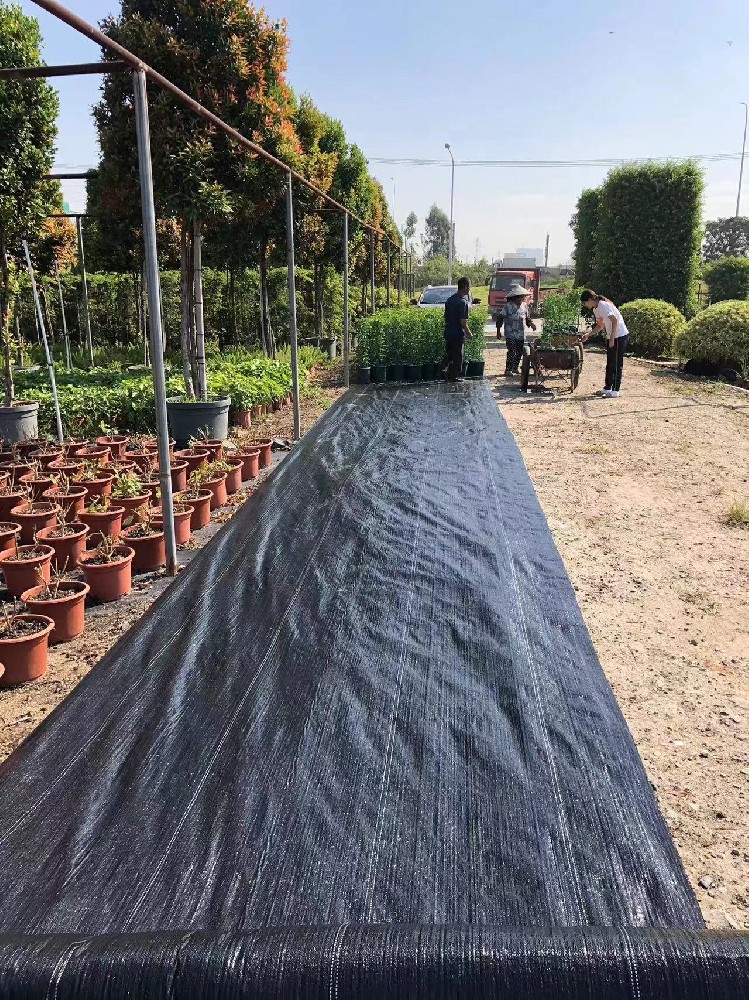 出口迪拜 三星果藤 备货图