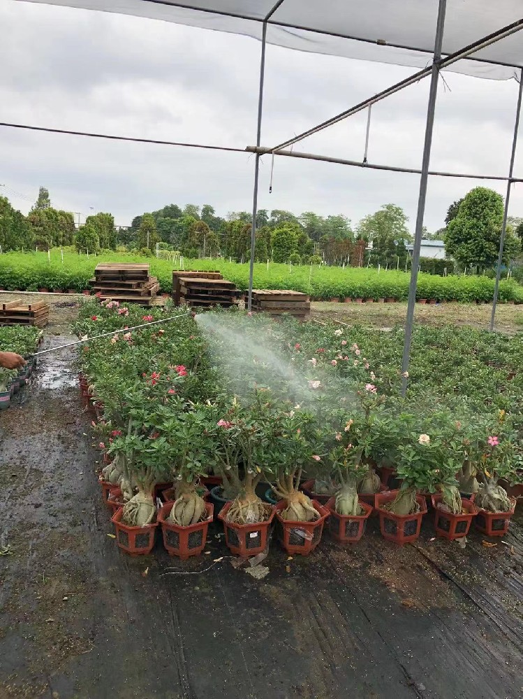 各类出品植物 消杀打药