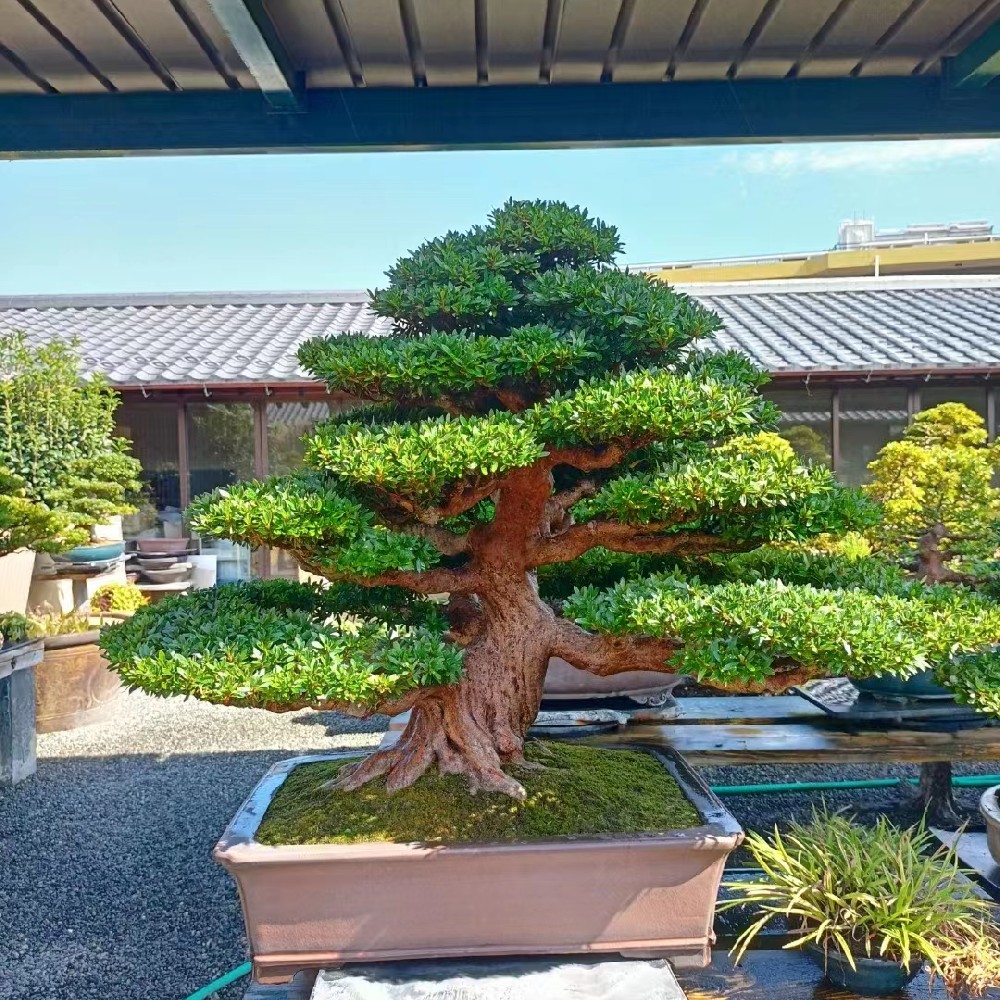 进口的各类盆景